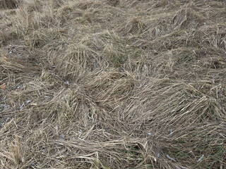 Close up of dry grass texture. Climate change concept.
