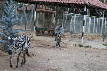 Zebra fenced enclosure. High quality photo