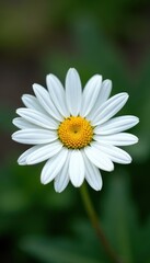 Obraz premium Single white daisy, vibrant petals, yellow center , fresh, object, beauty