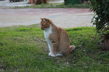 Cat walking outside. High quality photo