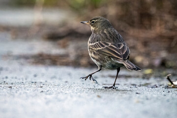 Rock Pipit going for a stroll on gravel path
