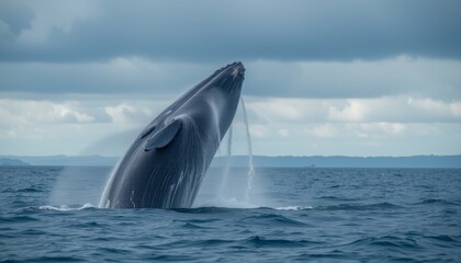 Fototapeta premium Majestic Whale Breaching the Ocean Surface Amidst Splashing Waves and Cloudy Sky