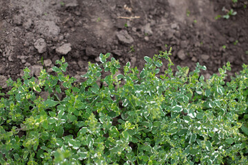 Pineapple mint bush with ornamental variegated green and white leaves in the garden, aromatic fresh organic mint outdoors. Mentha suaveolens Variegata.