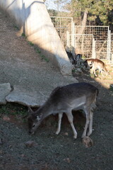 Deer grazing forest. High quality photo
