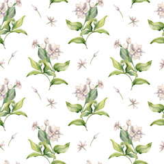 Watercolor seamless pattern of Jasmine bush, buds, leaves isolated. Pink blossom plants botanical style hand drawn on repeating texture. Floral background in pale tones for design textile, wallpaper.