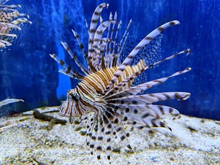 Poisonous aquarium fish Pterois volitans