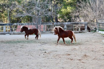 Pony eating grass. High quality photo