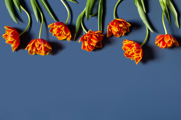 Red and orange tulips and green leaves isolated on blue background. Bright flowers composition. Greeting card. Copy space for text, top view, flat lay