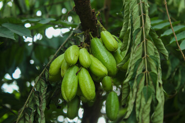 starfruit (Averrhoa bilimbi) bears fruit on a tree. The fruit has a sour taste
