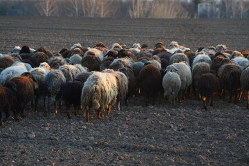 A flock of sheep are leisurely walking together in an open field