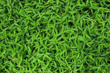 texture and background of green Japanese stiltgrass (Microstegium vimineum)	
