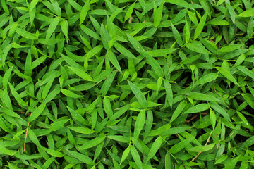 texture and background of green Japanese stiltgrass (Microstegium vimineum)