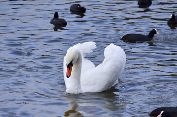White mute swan in the lake