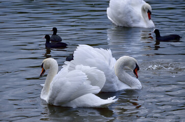 White mute swans in the lake