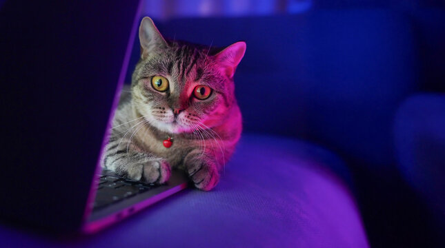Cat and Computer