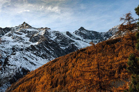 A fiery forest of orange Larch trees in autumn above the resort town of Saas-Fee, Switzerland, in the Swiss Alps.
