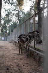 Zebra fenced enclosure. High quality photo