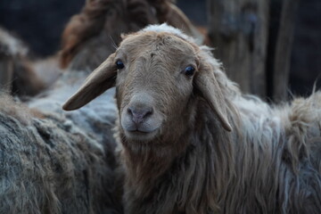Obraz premium This is a closeup image of a sheep that is gazing at the camera
