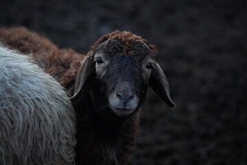 A detailed close up of a sheep s head that features a dark background