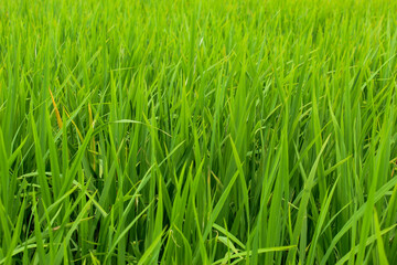 beautiful texture and background of green rice plants in Indonesian rice fields
