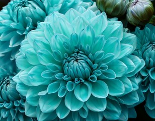 stunning turquoise blooms close up of exotic cyan dahlia and peony for celebrations and special occasions