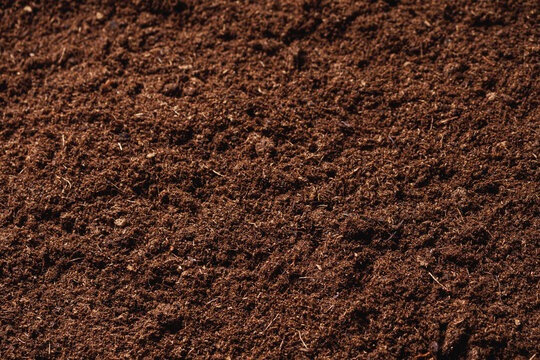 A young farmer transplants pepper seedlings into peat moss.