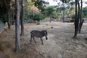 Zebra fenced enclosure. High quality photo