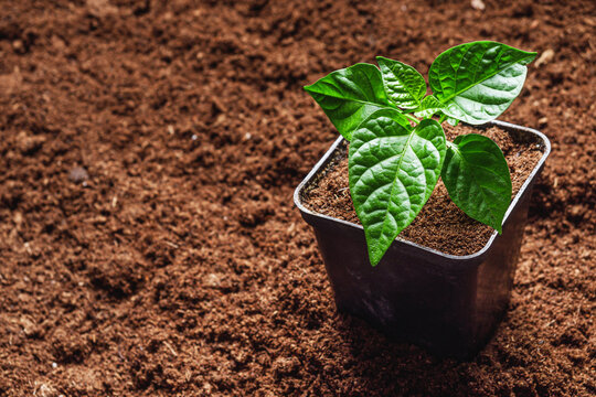 A young farmer transplants pepper seedlings into peat moss. - Powered by Adobe
