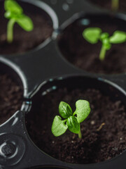 fresh healthy fragrant basil seedlings in a seedling tray