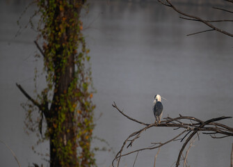 the beautiful grey heron perched on a tree branch against a soft grey water with tree surrounded with green leaves.