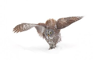 Great grey owl isolated on white background landing in a snow covered field in Canada