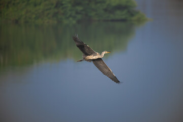 the beautiful Grey heron in mid flight with wings wide  opened. The background blurred with blue water and greenery.
