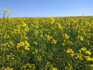 Fototapeta premium Rapeseed or winter rapeseed. In the spring and early summer, large areas of agriculture, the land blooms with bright and endless bright yellow flowers - this is winter rapeseed, or as it is also calle