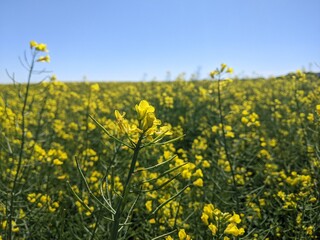 Fototapeta premium Rapeseed or winter rapeseed. In the spring and early summer, large areas of agriculture, the land blooms with bright and endless bright yellow flowers - this is winter rapeseed, or as it is also calle