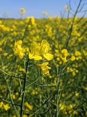 Rapeseed or winter rapeseed. In the spring and early summer, large areas of agriculture, the land blooms with bright and endless bright yellow flowers - this is winter rapeseed, or as it is also calle