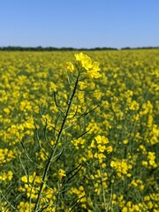 Obraz premium Rapeseed or winter rapeseed. In the spring and early summer, large areas of agriculture, the land blooms with bright and endless bright yellow flowers - this is winter rapeseed, or as it is also calle