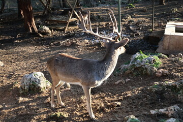 Deer grazing forest. High quality photo