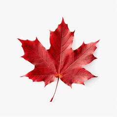 Vibrant Red Maple Leaf Isolated on White Background Capturing the Beauty of Autumn Foliage in a Minimalist Style for Nature Lovers and Designers