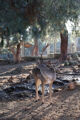 Deer grazing forest. High quality photo