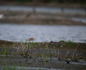 The beautiful yellow wagtail in a wetland in mid flight with wings spread wide. Blue water with Lush green background with blurred .