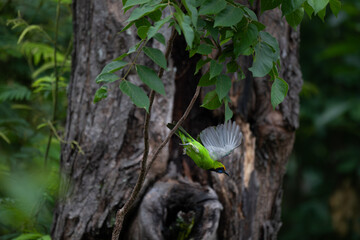 The beautiful golden fronted leafbird mid flight against a backdrop of blurred natural foliage.