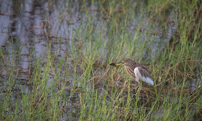 The beautiful Chinese pond heron in a wetland with mouth full of fish  and standing in shallow water. Lush green background with blurred .