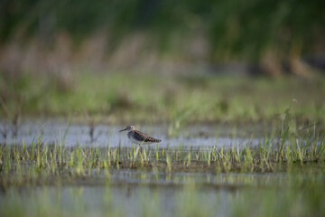 The beautiful wood sandpiper near  water body contrasting patterns of dark and light feathers with friends , providing camouflage in their sandy habitats. The background is blurred with contrasting.