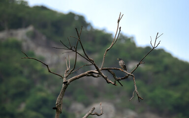 the beautiful small jungle myna perched on a dry tree branch. The background with green mountain and blue sky, well blurred out of focus background.