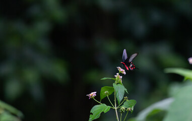 The vibrant red and black Common rose butterfly perched on lantana flowers with leaves, The background is blurred and dark in color and give good contrast to butterfly.