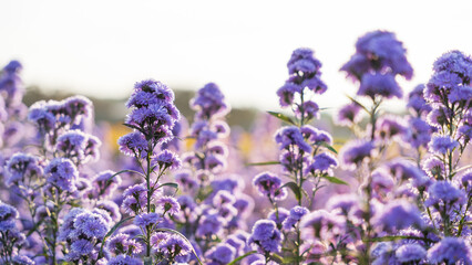 Close up of Purple margaret flower garden
