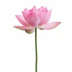 Fototapeta premium Beautiful pink lotus flower on white background.