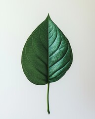 green leaf on white isolated backgound