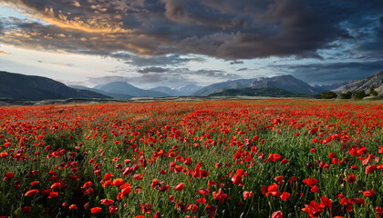 poppy field in the morning
