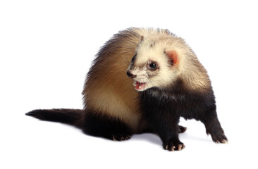 Cute ferret on white background. Domestic pet